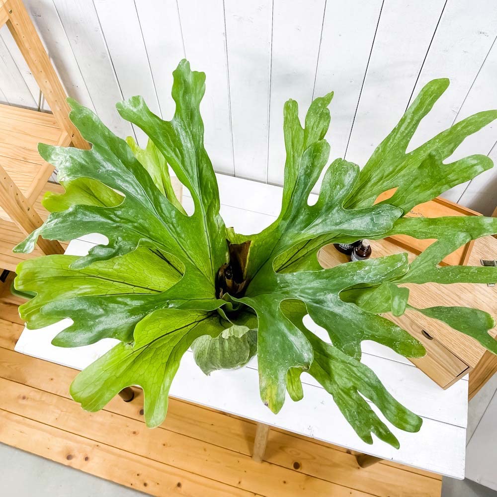 Amazon.co.jp: PLANCHU 観葉植物 ビカクシダ スパーバム 5号鉢